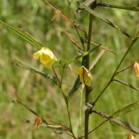 Chamaecrista mimosoides (L.) Greene